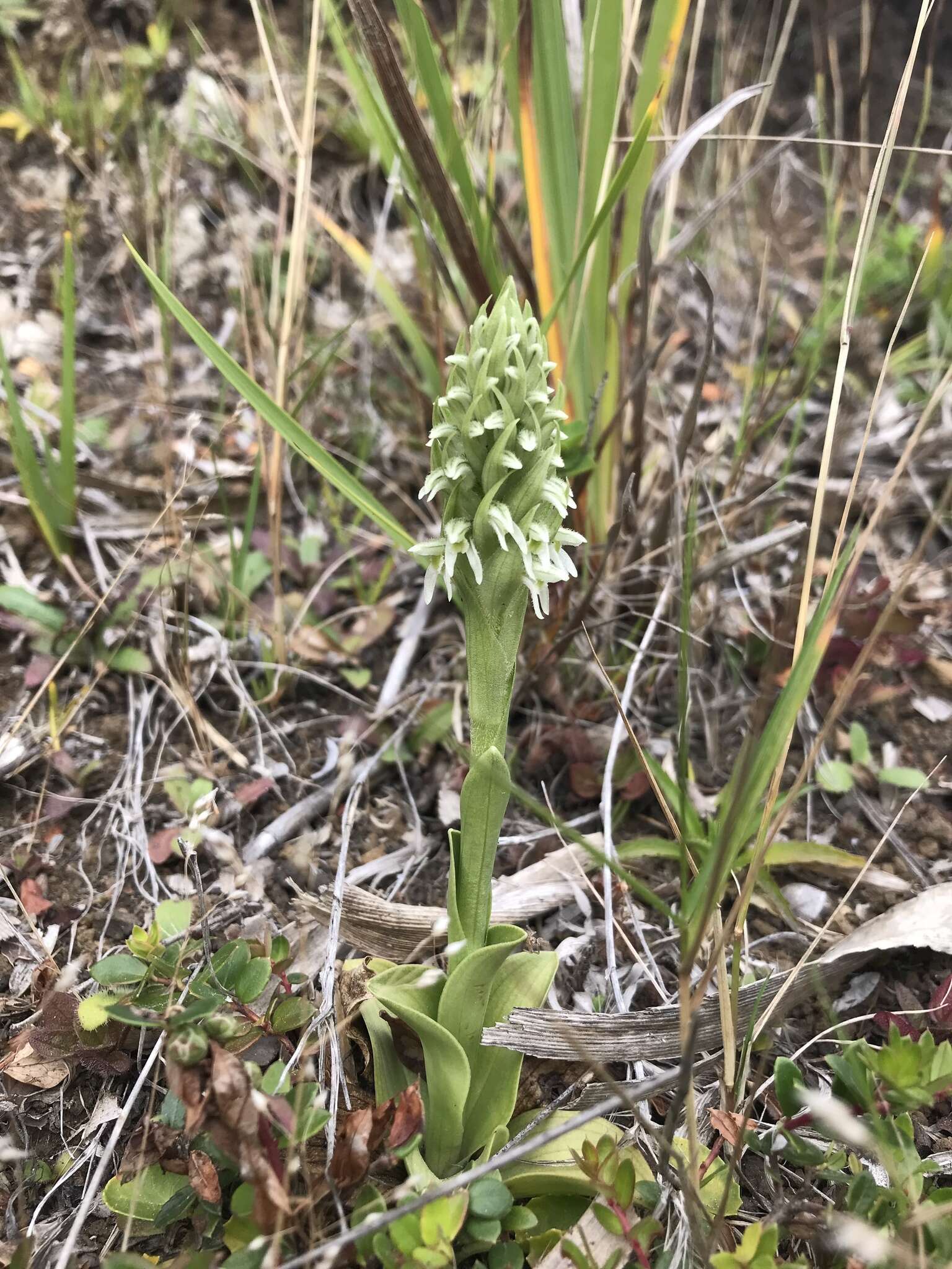 Imagem de Brachystele unilateralis (Poir.) Schltr.