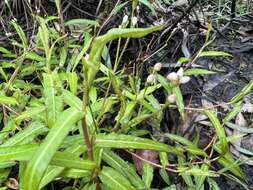 Sivun Persicaria praetermissa (Hook. fil.) Hara kuva