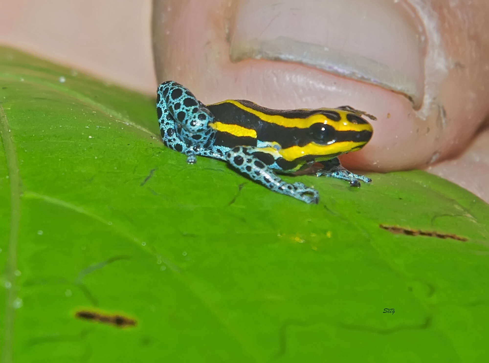 Image of Sira Poison Frog