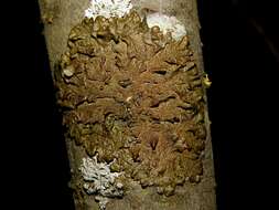 Image of melanelia lichen