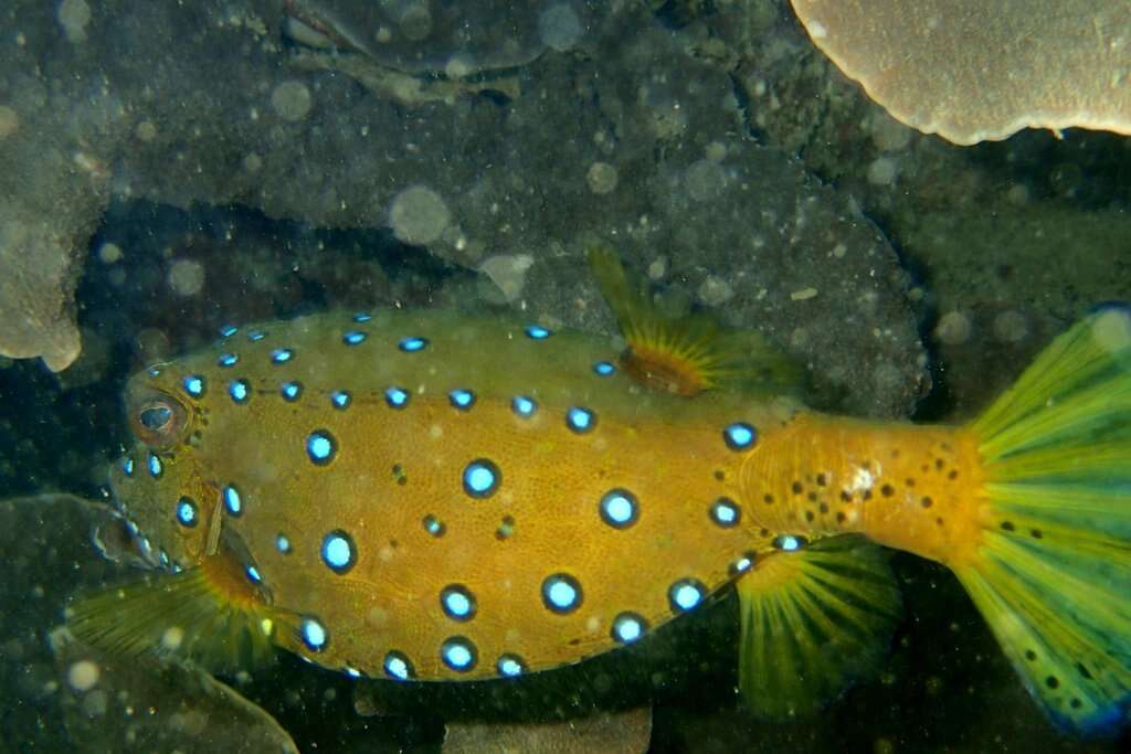 Image of Yellow boxfish