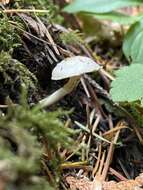 Image of Hygrocybe pusilla (Peck) Murrill 1916