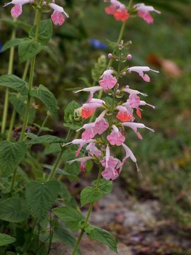 Image of Red sage