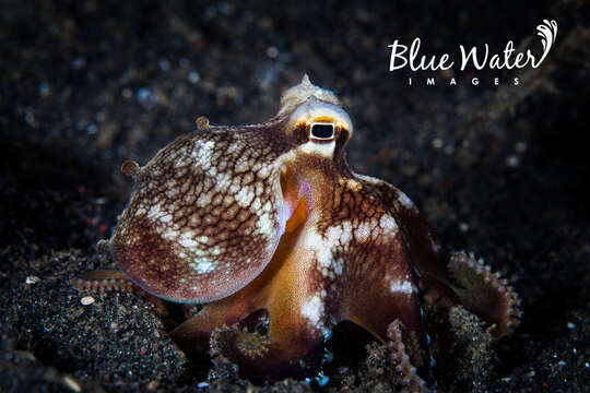 Image of Ocellate Octopuses