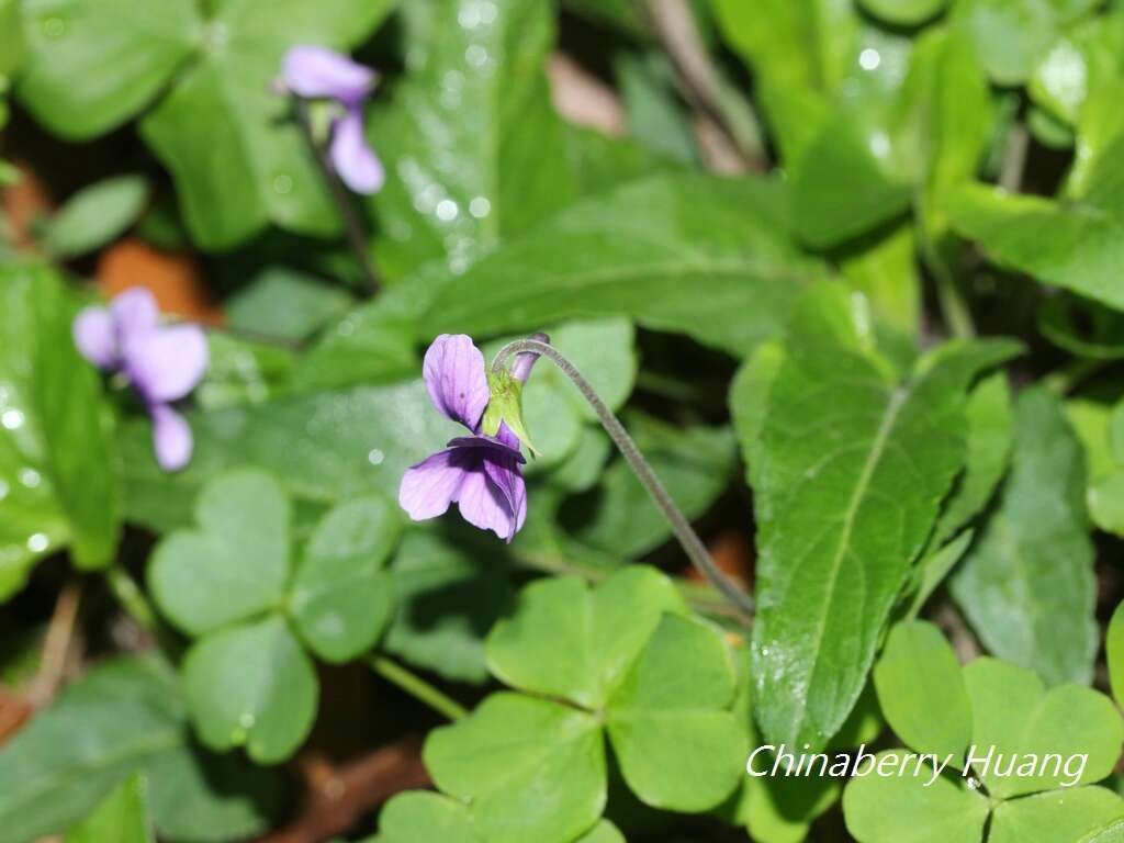 Image of Viola prionantha subsp. confusa (Champion ex Benth.) Y. S. Chen