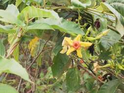 Image of Mandevilla subsagittata (Ruiz & Pav.) R. E. Woodson