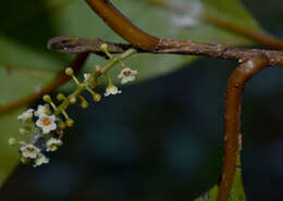 Sivun Maesa haplobotrys F. Muell. kuva