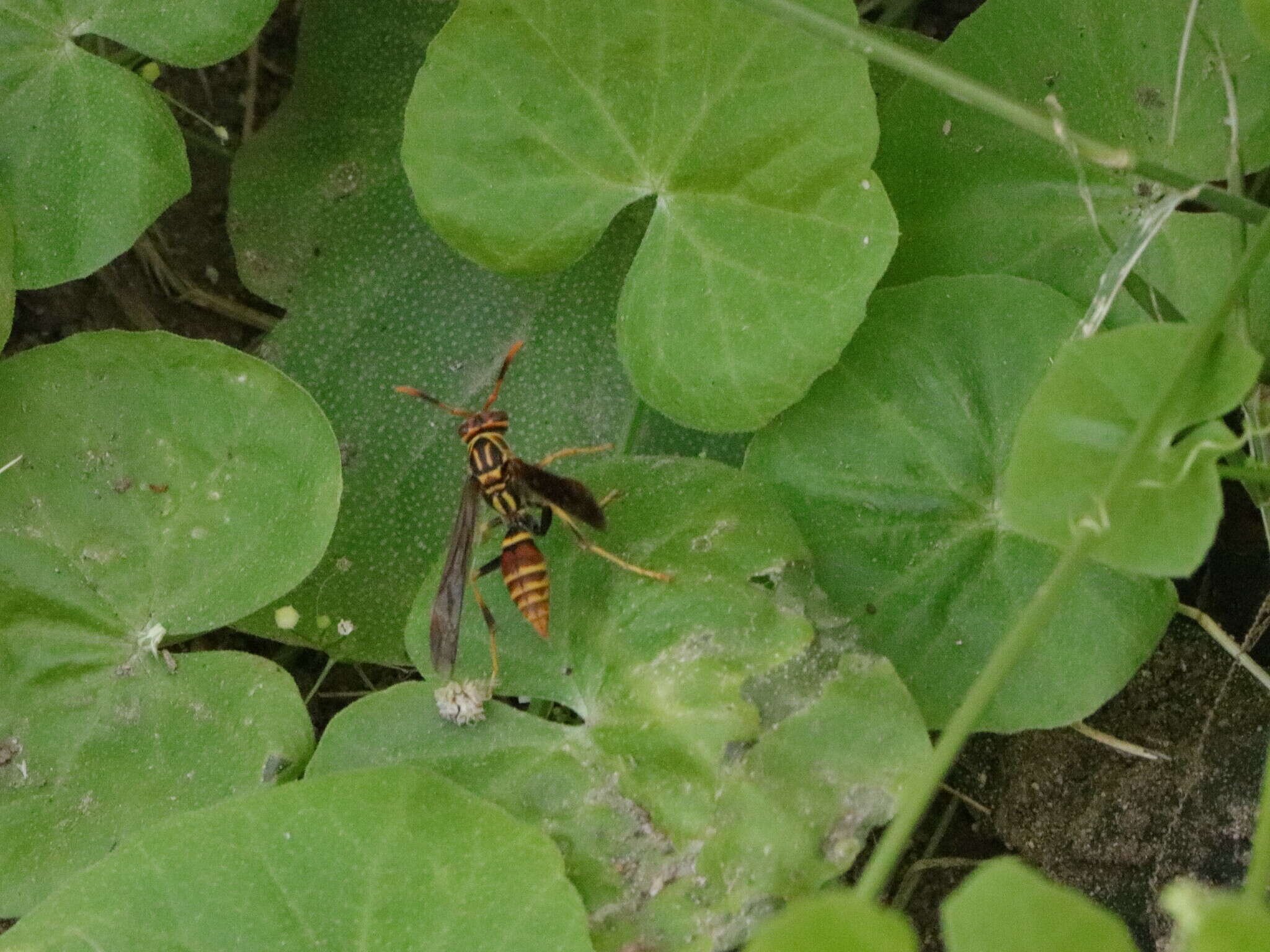 Image de Polistes lineonotus Bohart 1949