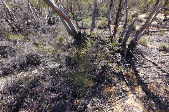 Imagem de Acacia acanthoclada subsp. acanthoclada