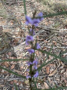 Image of Blue Bonnet