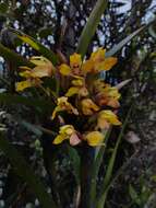 Image of Maxillaria embreei Dodson