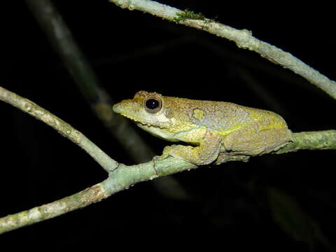 Plancia ëd Rhacophorus calcadensis Ahl 1927