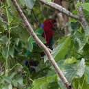 Image of Crimson Shining-Parrot
