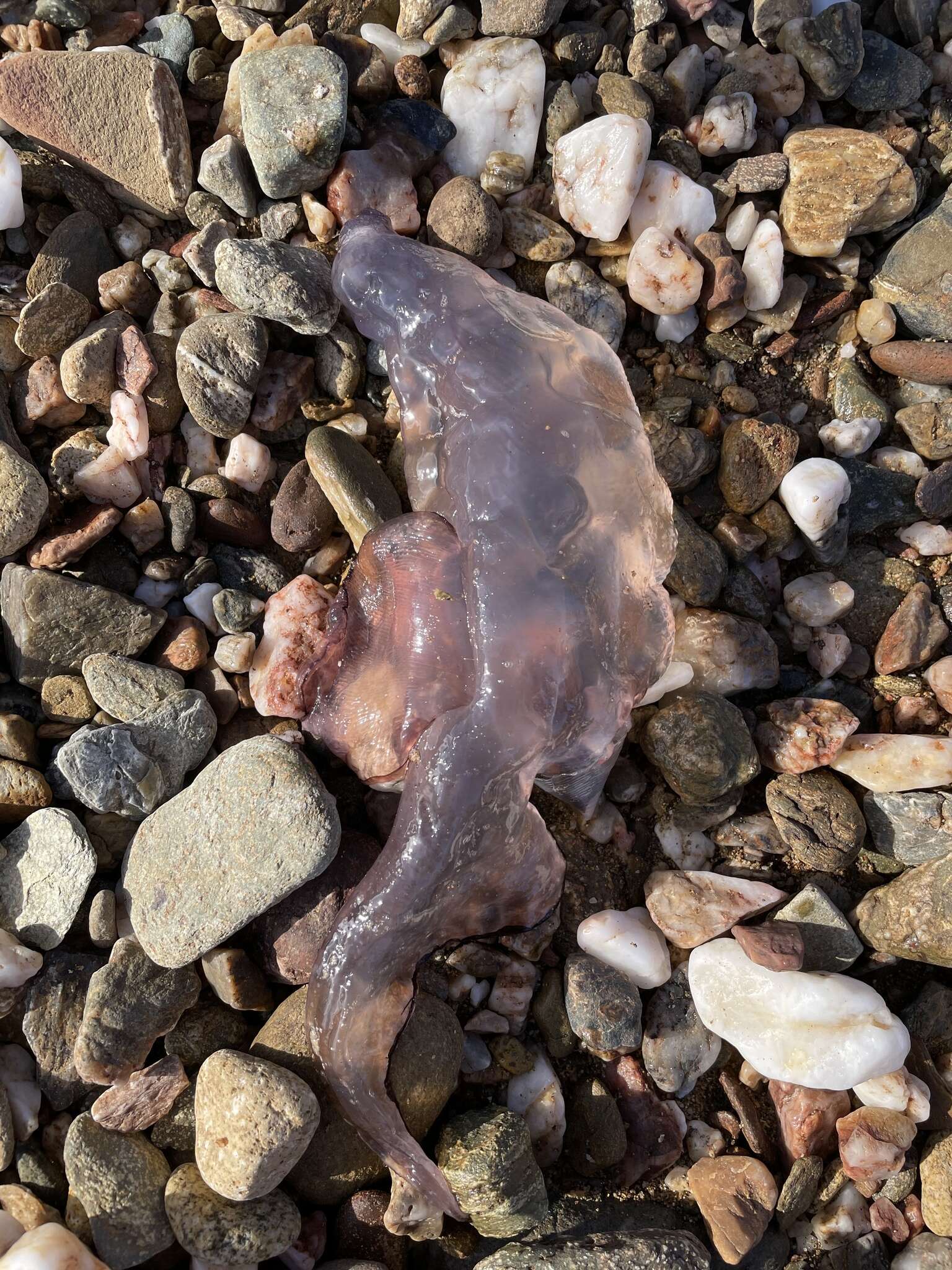 Image of Floating sea snail