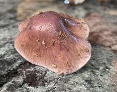 Image of Cortinarius livido-ochraceus (Berk.) Berk. 1860