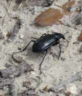 Imagem de Calosoma (Callitropa) macrum Le Conte 1853