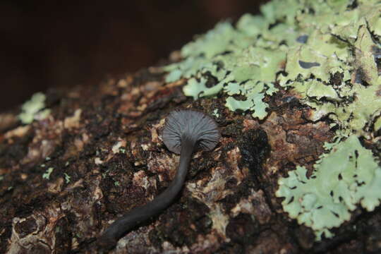 Image of Craterellus boyacensis Singer 1963