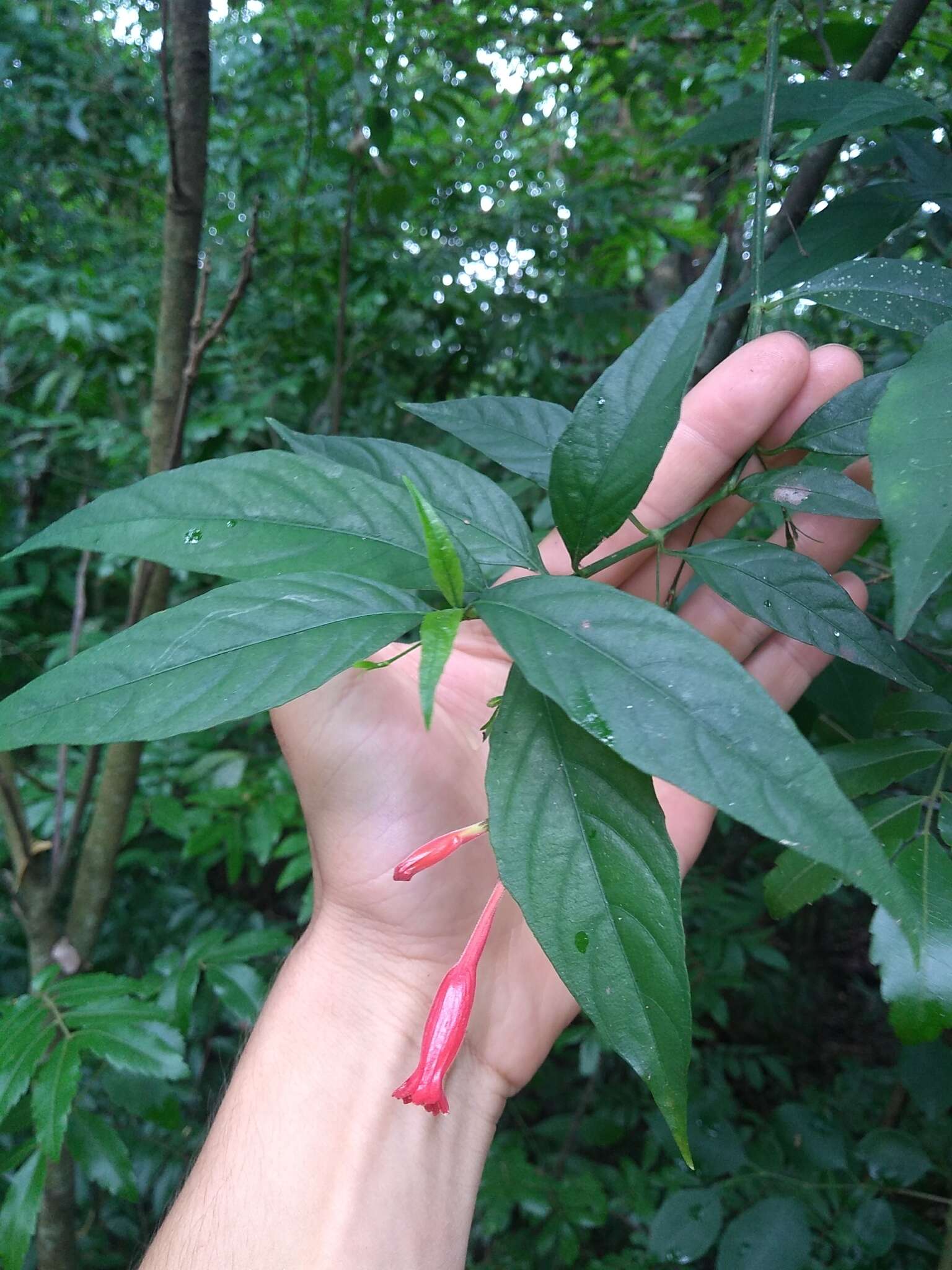 Image of Ruellia angustiflora (Nees) Lindau