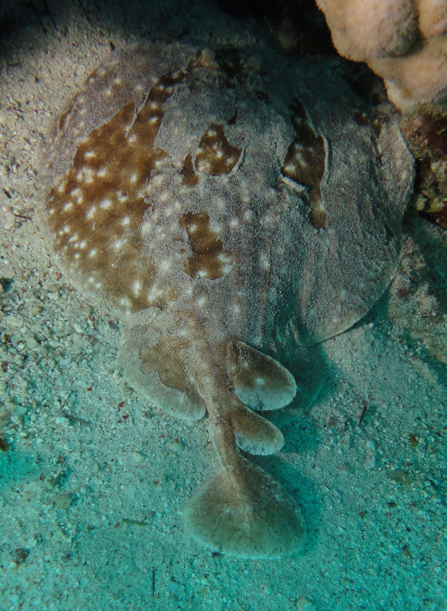 Image of Leopard Torpedo