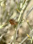 Image of Rhopalomyia utahensis Felt 1916