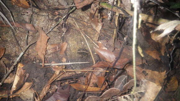 Image of Massif Madagascar Frog