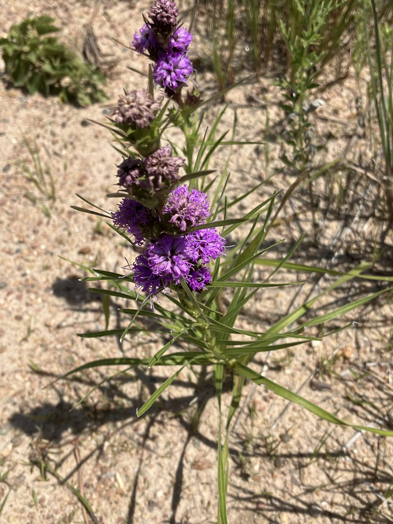 صورة Liatris squarrosa var. glabrata