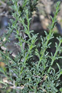 Plancia ëd Salsola oppositifolia Desf.