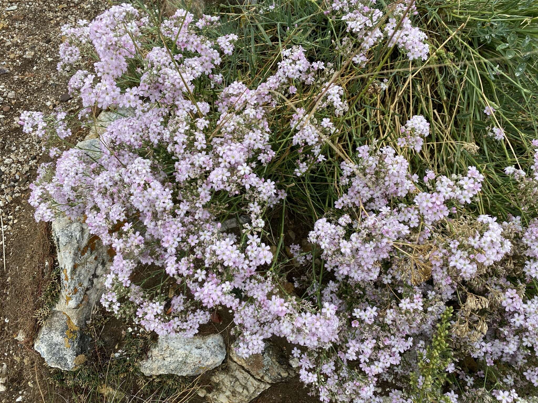 Image de Gypsophila patrinii Ser.