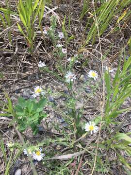 Image of white prairie aster