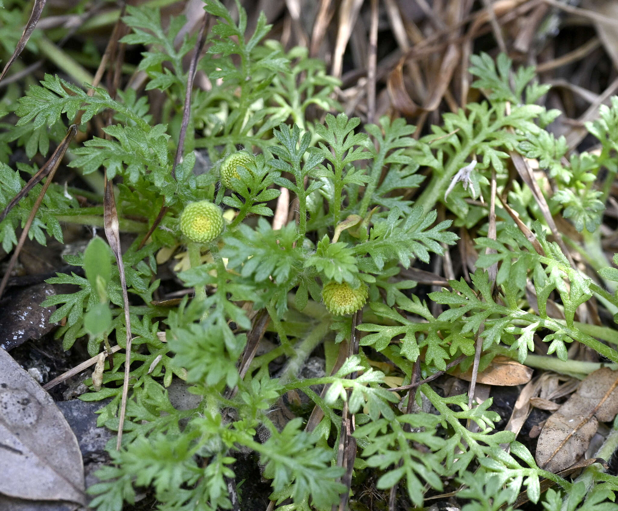 Image of Leptinella filicula (Hook. fil.) Hook. fil.