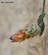 Image of Centaurea poculatoris W. Greuter