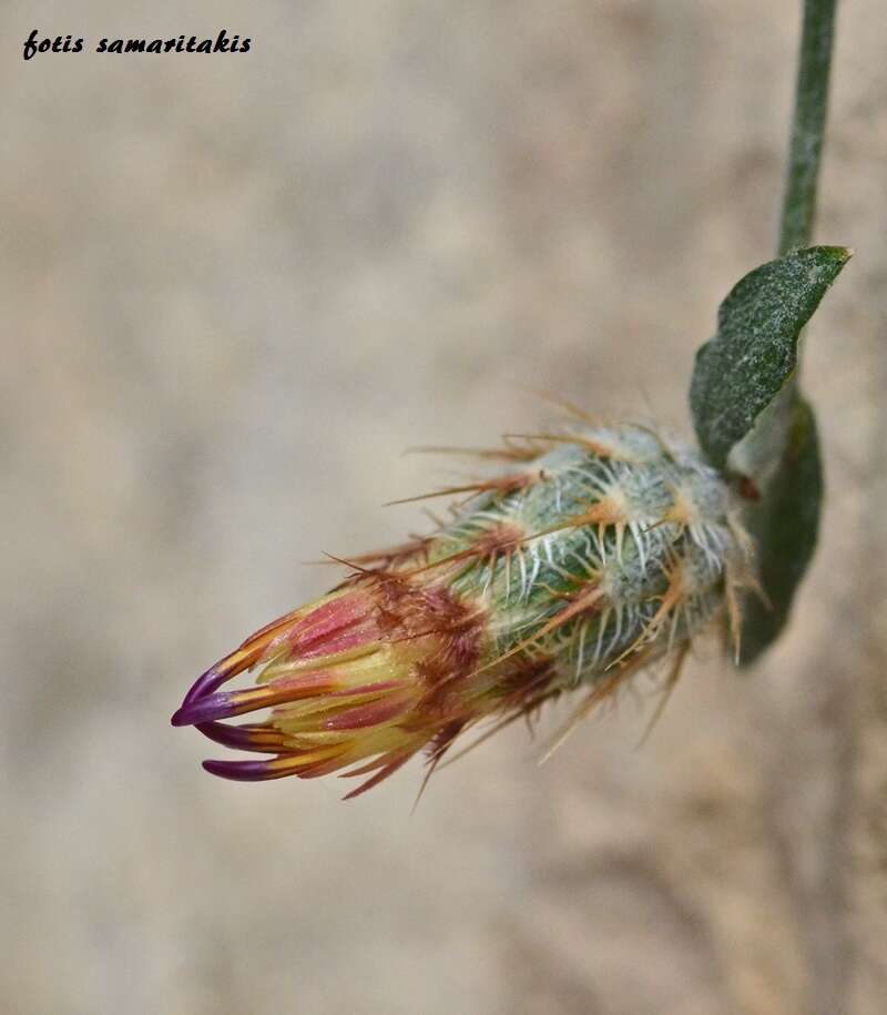 Image of Centaurea poculatoris W. Greuter