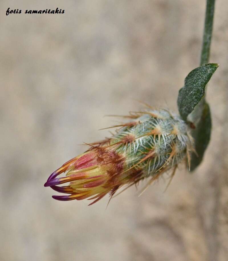 Слика од Centaurea poculatoris W. Greuter