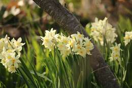 Narcissus tazetta subsp. italicus (Ker Gawl.) Baker的圖片