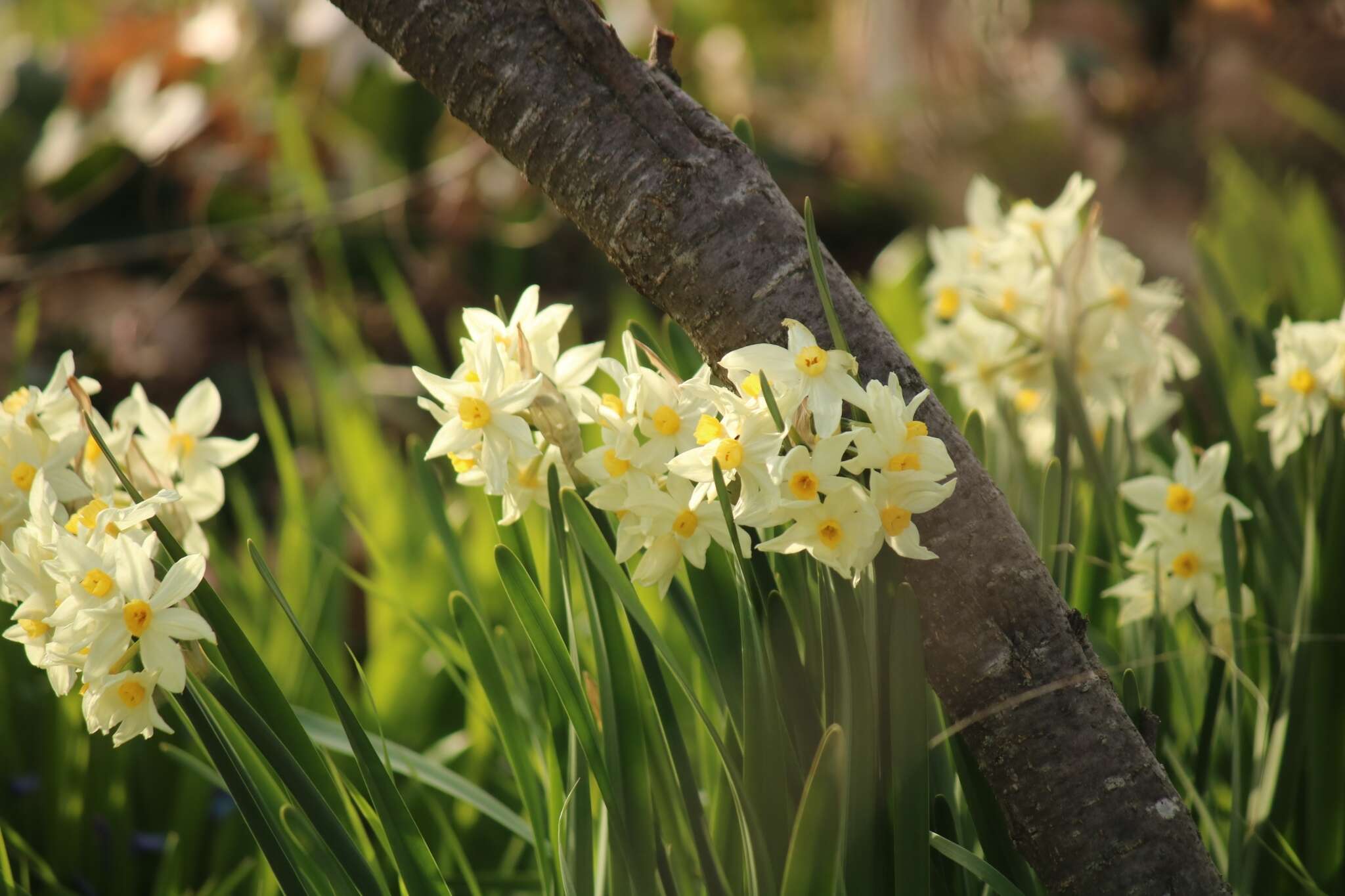 Image of Narcissus tazetta subsp. italicus (Ker Gawl.) Baker