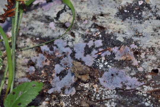 Image of Punctularia atropurpurascens (Berk. & Broome) Petch 1916