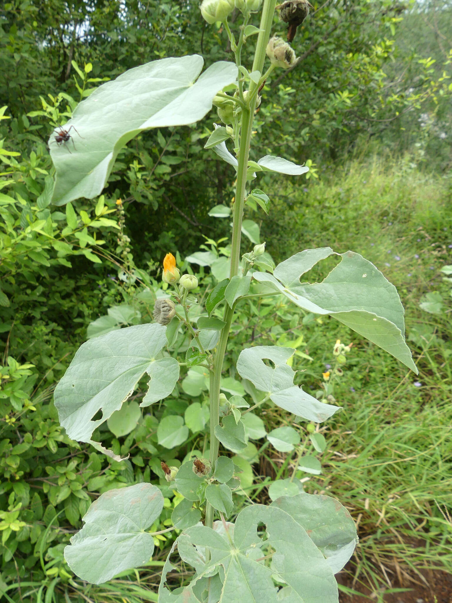 Image of Abutilon angulatum (Guill. & Perr.) Mast.