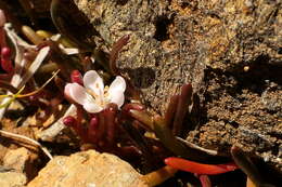 Image of Montia racemosa (Buchanan) Heenan