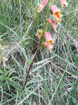 Image of Spanish Rusty Foxglove