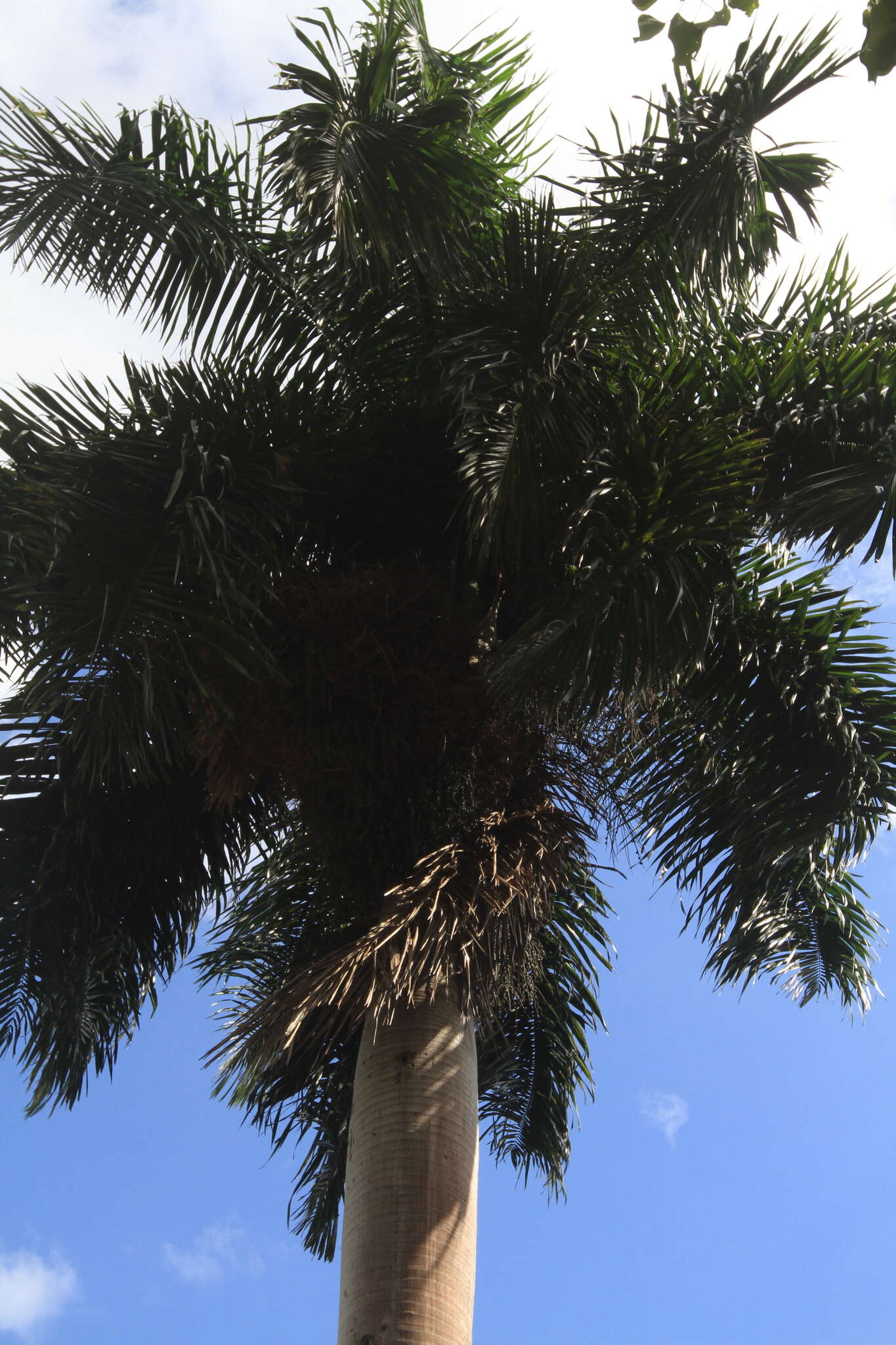 Image of Puerto Rico royal palm