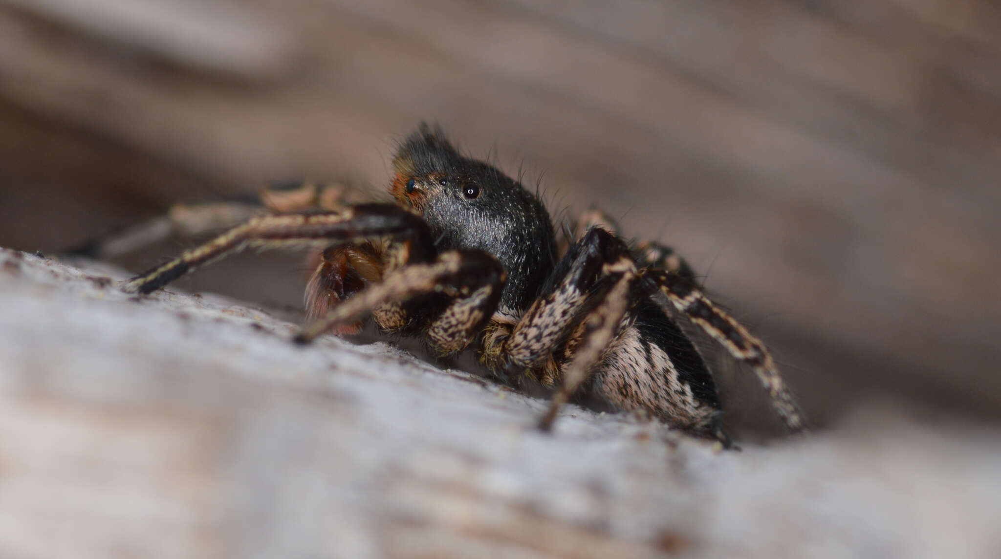 Image of Habronattus kubai (Griswold 1979)