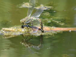 Image of California Darner