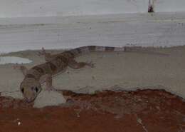 Image of Banded Leaf-toed Gecko