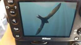 Image of Pallid Swift