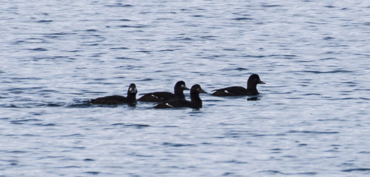 Image of Velvet Scoter