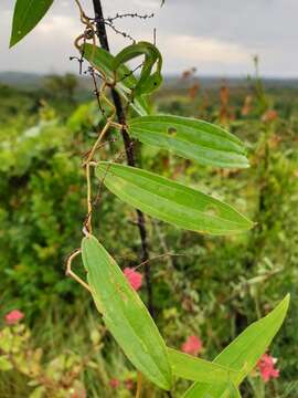 Image of Dioscorea analalavensis Jum. & H. Perrier