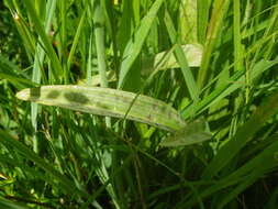 Image of Dactylorhiza maculata subsp. ericetorum (E. F. Linton) P. F. Hunt & Summerh.