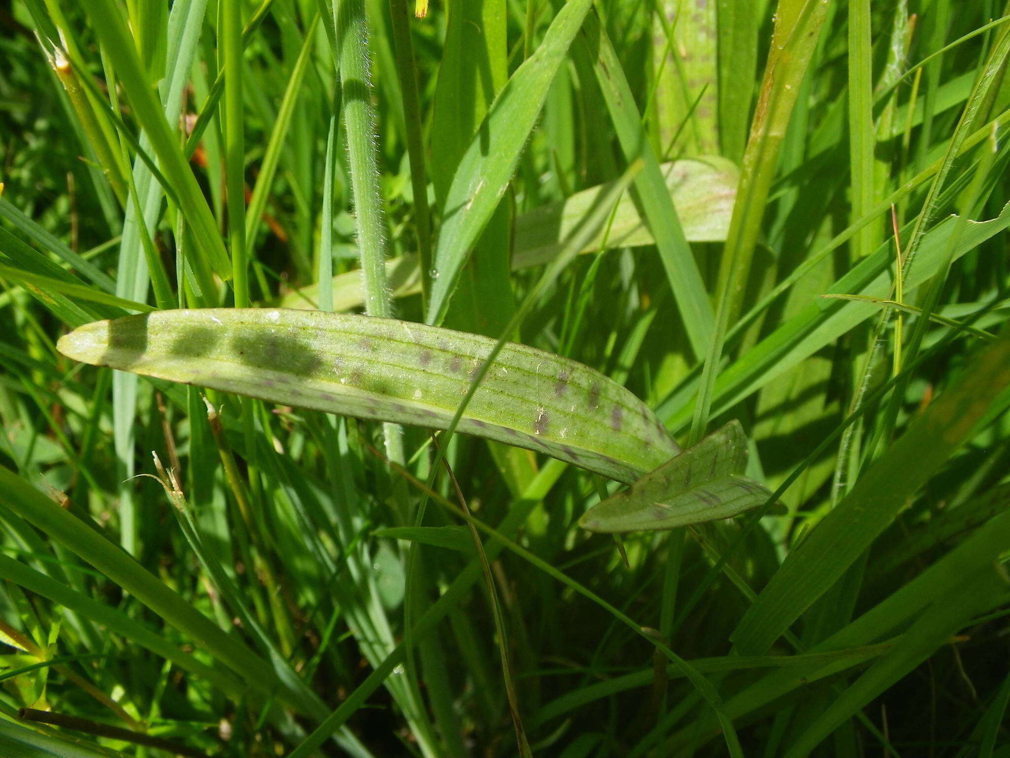 Image de Dactylorhiza maculata subsp. ericetorum (E. F. Linton) P. F. Hunt & Summerh.