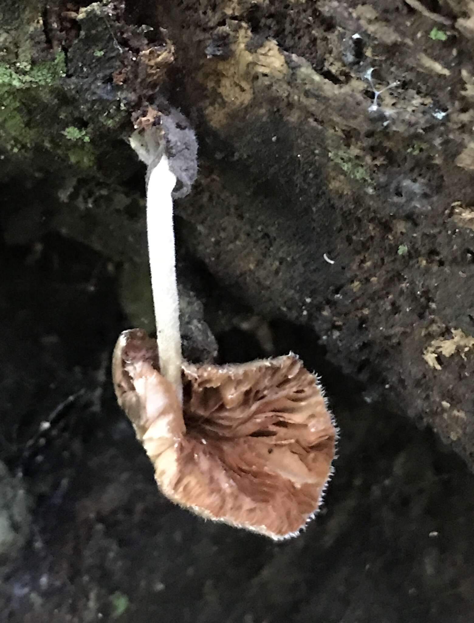 Image of Volvariella cubensis (Murrill) Shaffer 1957