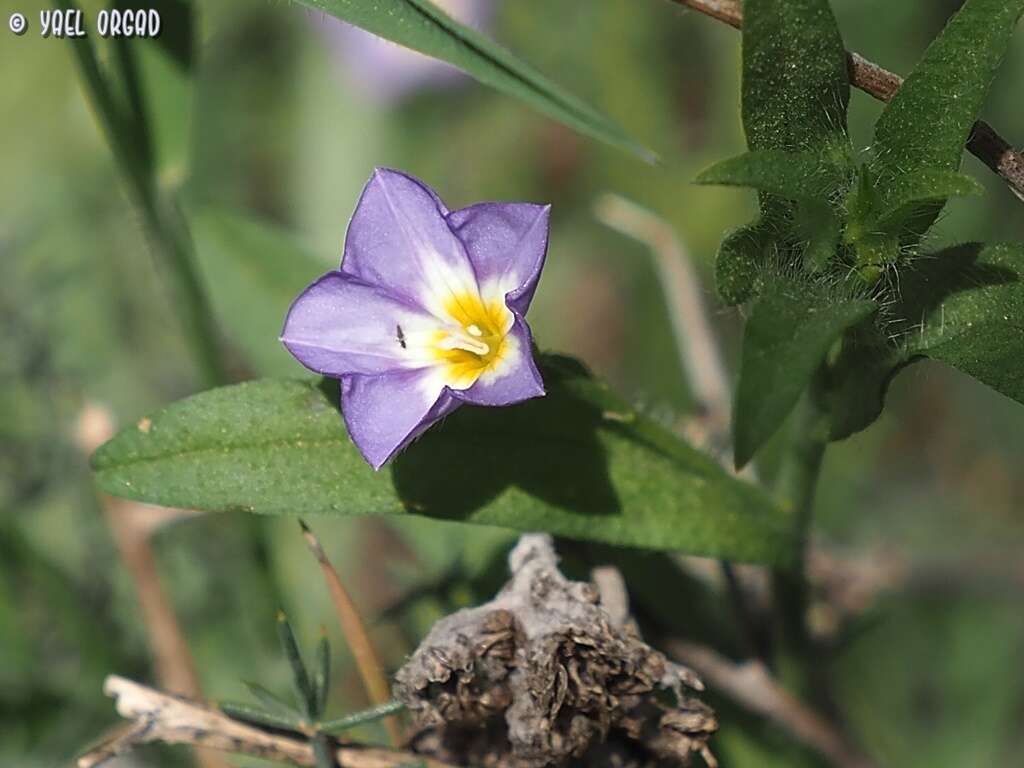 Image of Convolvulus pentapetaloides L.